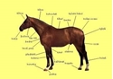 Obrázek pro kategorii koňské