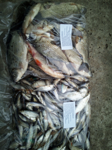 Picture of Bílá ryba 5-10cm 1kg