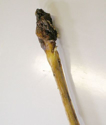 Obrázek Sušený penis řezaný 12cm