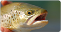 Obrázek pro kategorii Krmivo pro generační ryby