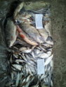 Obrázek Bílá ryba 5-10cm 1kg