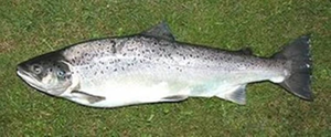 Picture of Pstruh nekuchaný 1kg