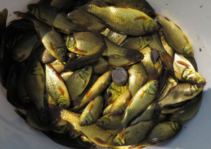 Picture of Karas mražený 1kg - cca 5cm